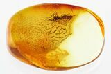 Two Mating Moth Flies (Psychodidae) in Baltic Amber #310977-1